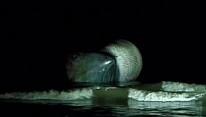 35-feet dead whale washed ashore Juhu beach in Mumbai