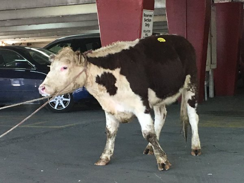 NYPD 103rd Precinct              A cow went on the lam in NYC