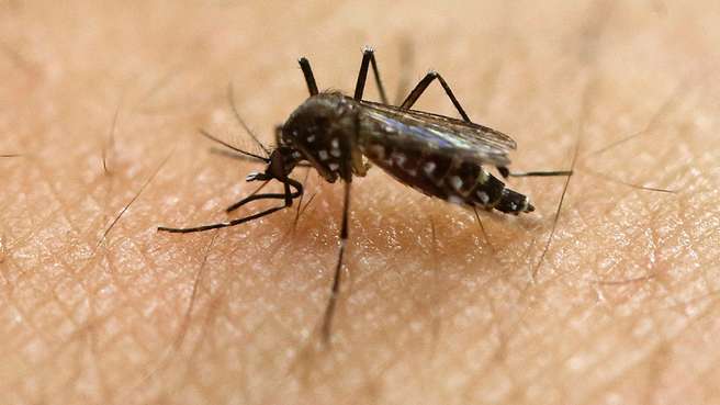 Danish man tests positive for Zika virus after Brazil trip