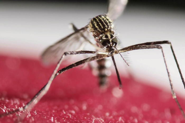 A mosquito from the genus Aedes which can carry Zika virus