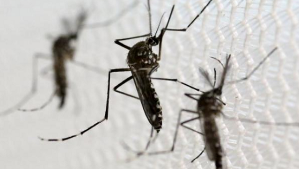 Aedes aegypti mosquitoes are seen inside Oxitec laboratory in Campinas Brazil Feb. 2 2016