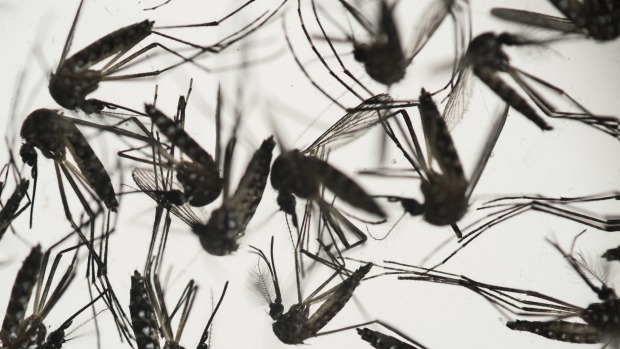 Aedes aegypti mosquitoes which can carry the Zika virus