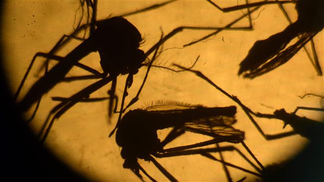 Zika alarm grows amid US sex link, rising birth defects in Brazil