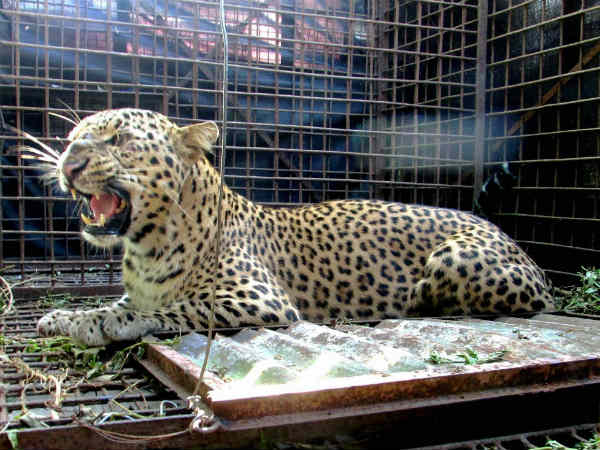 Leopard enters Bengaluru school