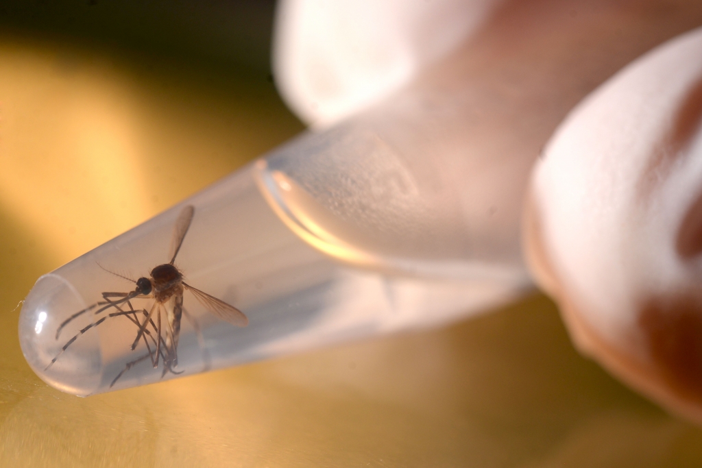 An Aedes aegypti mosquito