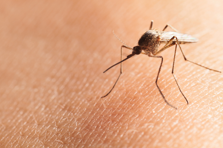 Mosquito on human hand