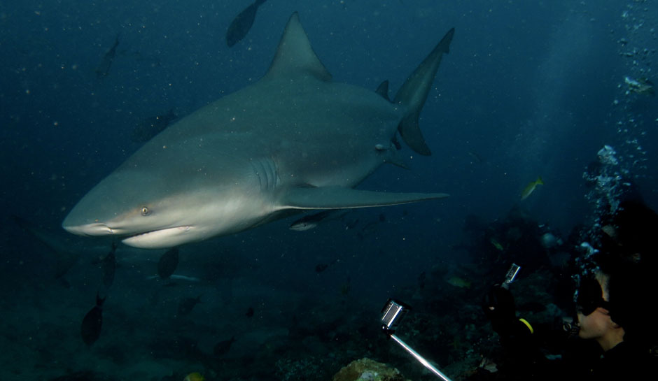 Bull Shark