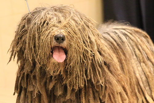 Bergamasco