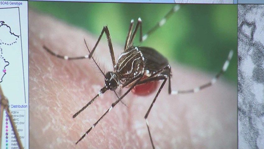 Zika virus found in tissue from babies, fetuses with microcephaly