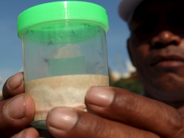 A health official shows the mosquitos which were collected to check for Zika virus at a village in Phnom Penh Cambodia