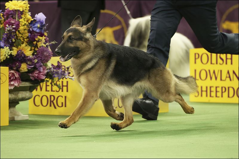 Rumor may not have won Best in Show on Tuesday at the Westminster Kennel Club Dog Show but she took Best of Breed and Best of Group on Monday