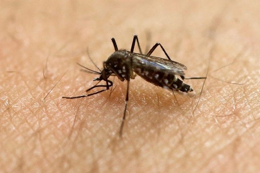 The Aedes mosquito spreads the Zika virus