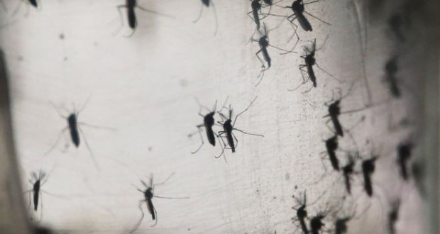 Zika- a mosquito-borne virus- has been linked to babies being born with underdeveloped brains