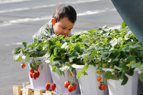 7th International Strawberry Symposium