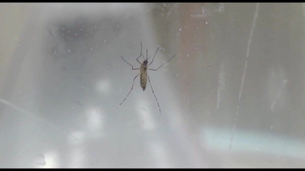 Texas county reports sexual transmission of Zika virus