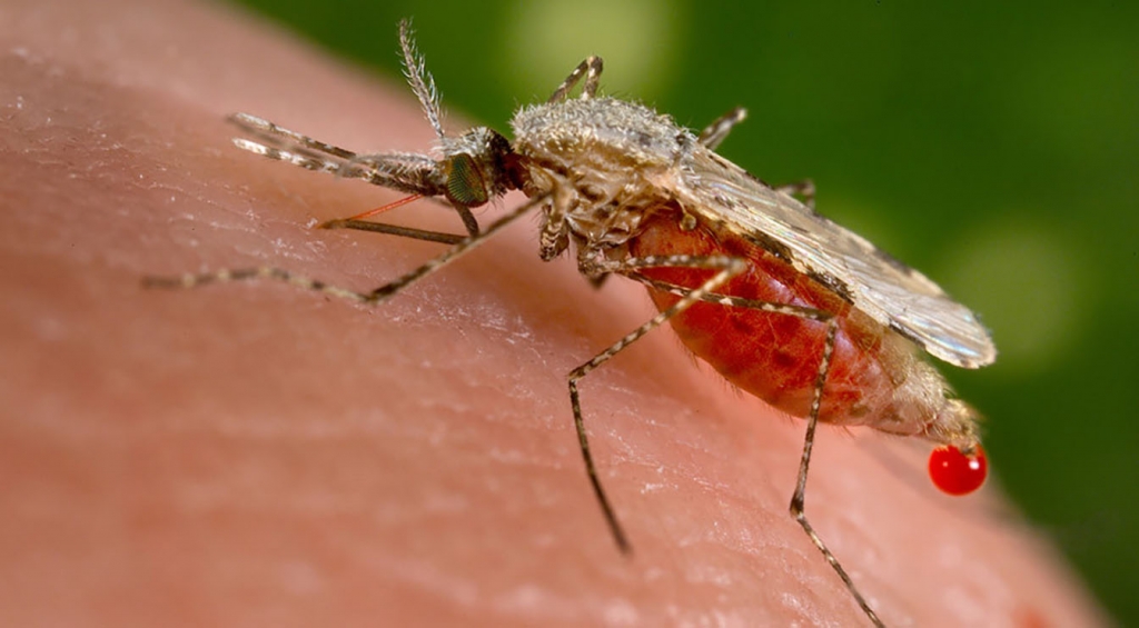 Zika Virus-Linked Mosquito Detected in San Diego County