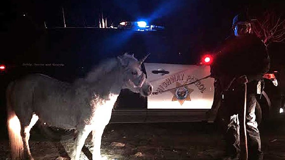 Pony dressed up as unicorn leads CHP on chase in Madera County