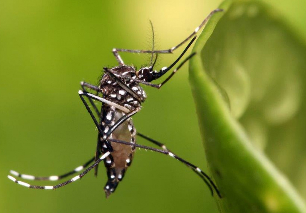 Zika-mosquito--wikipedia-web