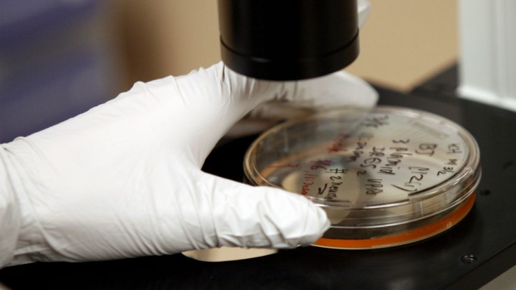 Darren Hauck  Getty Images Human embryonic stem cells go under the microscope at the University of Wisconsin