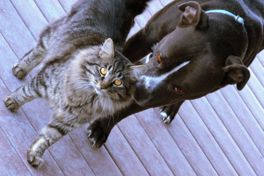 Study: Cats Love Us Five Times Less Than Dogs Do