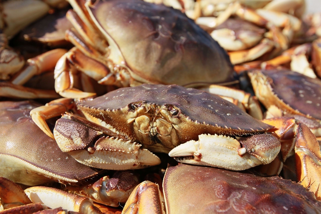 Dungeness crab warning lifted; local crabs declared safe to eat