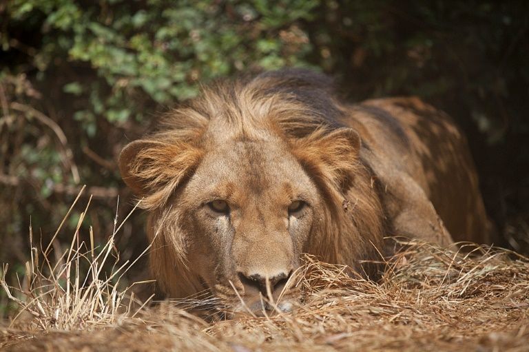 Ethiopian lions rediscovered in Alatash