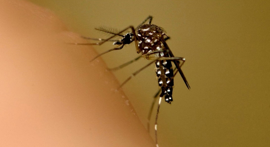 Brazil and University of Texas reach deal on Zika vaccine