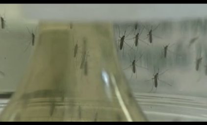 Fears of the Zika Virus have only just begun