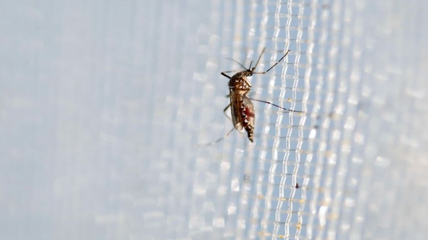 Feb. 4 2016 An aedes aegypti mosquito is seen in The Gorgas Memorial Institute for Health Studies laboratory