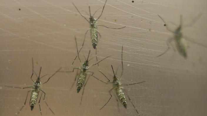 Female Aedes aegypti mosquitoes are kept in a container at the Biomedical Sciences Institute in the Sao Paulo's University in Sao Paulo