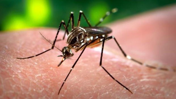 Health officials say the risk of the Zika virus to Ontarians remains'very low as mosquitos known to transmit the virus are not established in Canada and unsuited to the country's climate