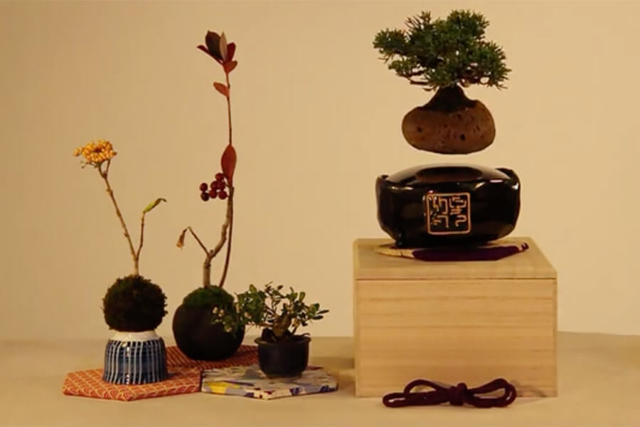 'Air Bonsai