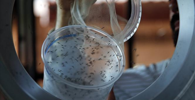 Gov. Scott declares Zika virus health emergency in 4 Florida counties