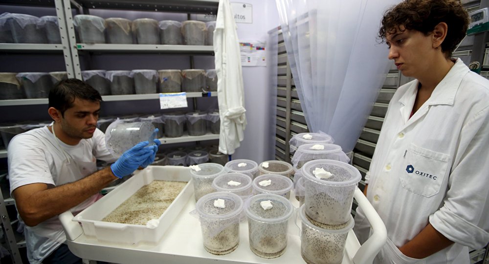 Technicians from Oxitec inspect genetically modified Aedes aegypti mosquitoes in Campinas Brazil