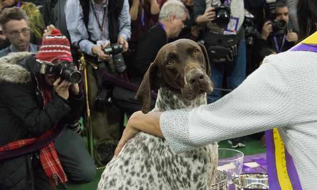 Photos: 140th annual Westminster Kennel Club Dog Show