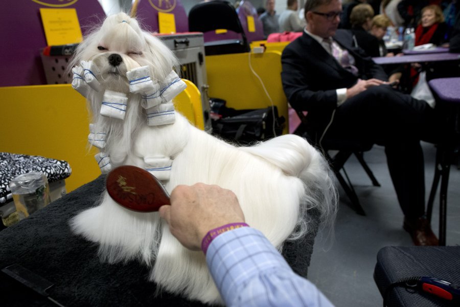 The Westminster Dog Show is in full swing