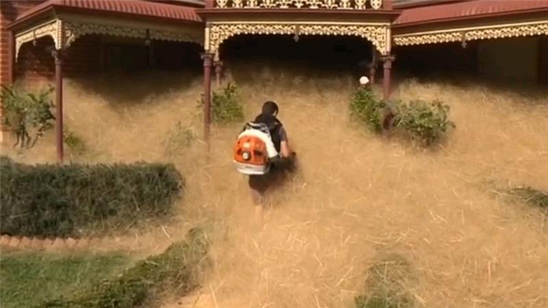 Hairy panic is not uncommon in Wangaratta but this year the dry conditions have produced a bumper crop