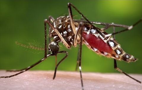 Health Department and Mosquito Control Division coordinating efforts