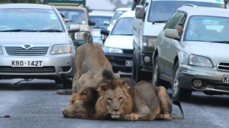 Image Text
 LION AROUND Back in 2013 two lions escaped the same park in Kenya