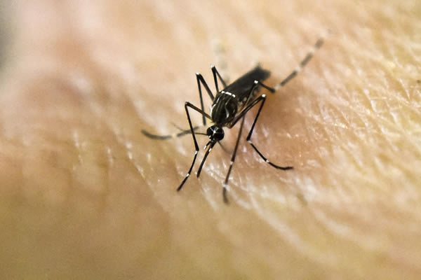 Adelaide researcher's vaccine could be adapted to tackle Zika virus