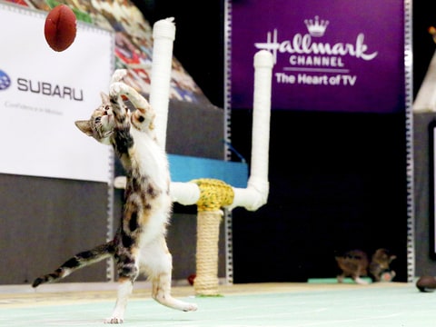 Kitten Bowl