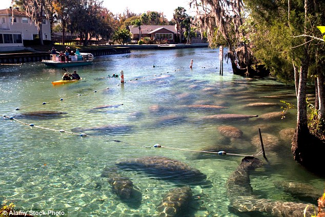 The U.S. Fish and Wildlife Service has been forced to close off water access to Three Sisters Springs in Crystal River Florida as more than 300 manatees herded into the area