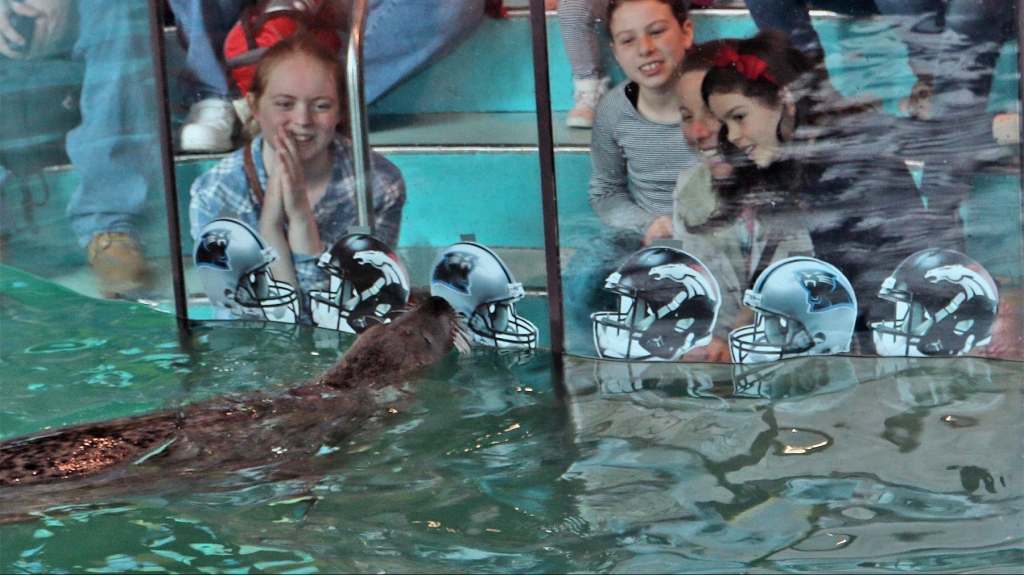 Orange a harbor seal at The Maritime Aquarium at Norwalk holds her nose against a Carolina Panthers helmet indicating her pick for Super Bowl 50. If it’s any consolation to Denver fans the Aquarium’s seals so far are 0 for 4 in predicting the winn