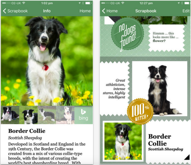 Fetch! Microsoft's latest artificial-intelligence trick is an app to identify dog breeds