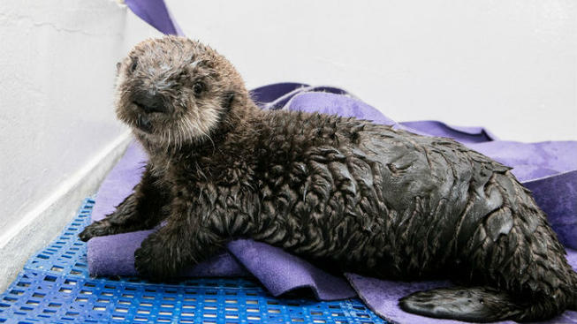 Monterey Bay Aquarium