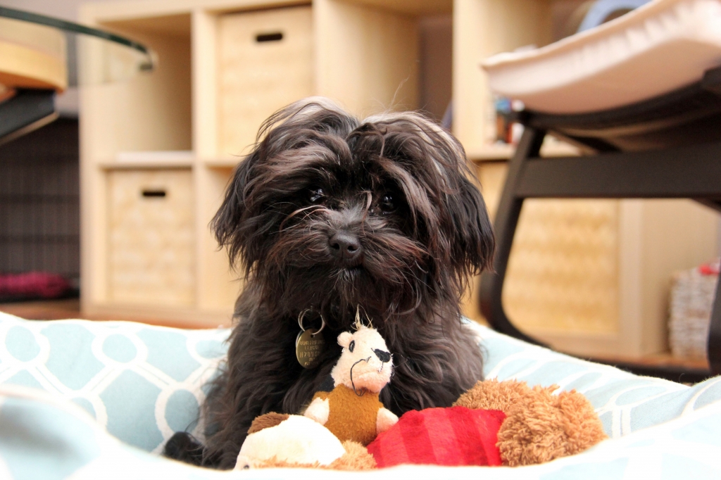 Moose is a 2.54-pound poodle mix that played for Team Fluff in Puppy Bowl XII. He lives in Parker