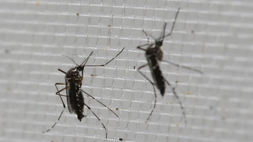 Aedes aegypti mosquitoes to be tested for various diseases perch inside a container at the Gorgas Memorial Laboratory in Panama City Thursday Feb. 4 2016