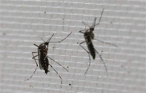 The Latest: Pregnant woman found with Zika in Spain