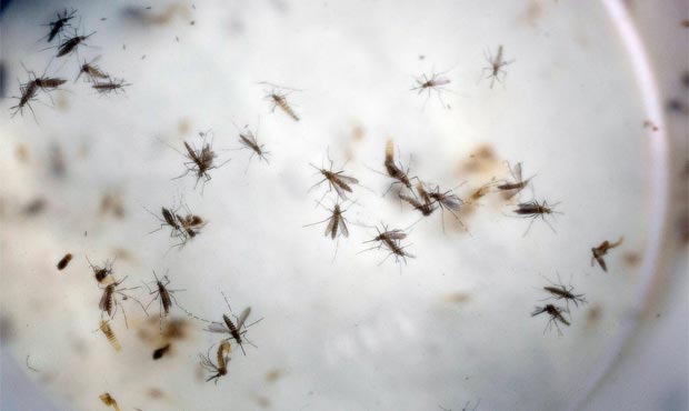 No cause for panic stations over SA Zika case, says expert