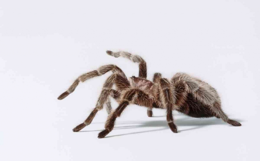 New tarantula species named after Johnny Cash			 0					By		Taylor Austen Science Reporter		 		on				6 February 2016	
				Science